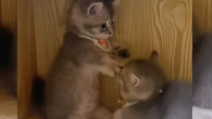 Cat: Don't come over!