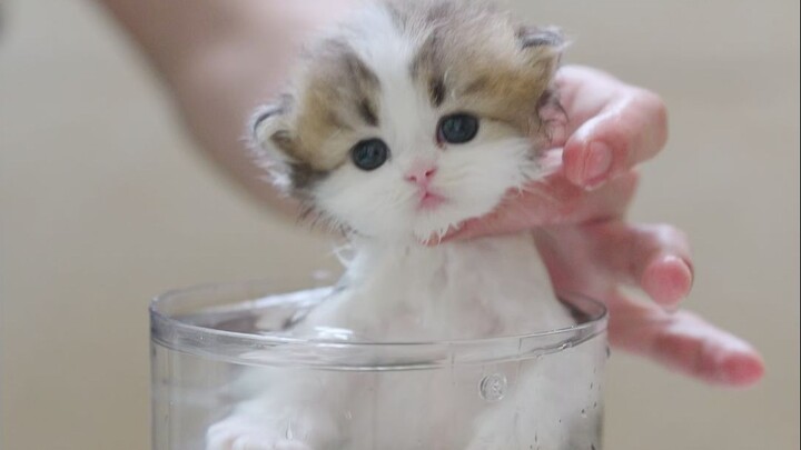 The kitten changed color when taking a bath