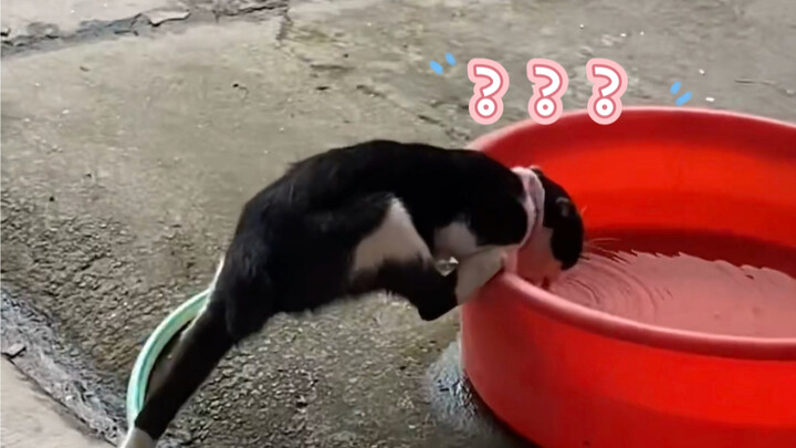 “Kucing ini… bikin aku ngakak selama 2 menit 56 detik!”