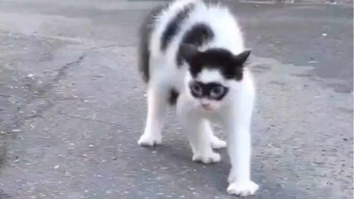 Elegance Never Goes Out of Style