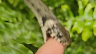 Hewan peliharaan lucu yang baru