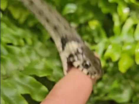 Thú cưng mới dễ thương