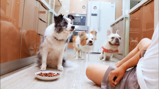 Tempting dogs with steak