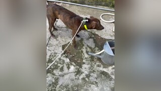 truy tìm thủ phạm.chó chómeo chócute