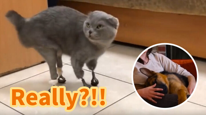 Video of mutual healing between animals and humans