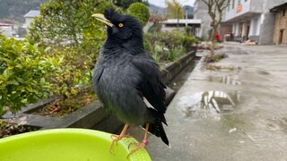 [Thú cưng] Con sáo có trả thù sau khi tôi cắt sạch móng của nó không?