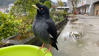 [Hewan Peliharaan] Balas dendam si burung beo setelah kukunya dipotong