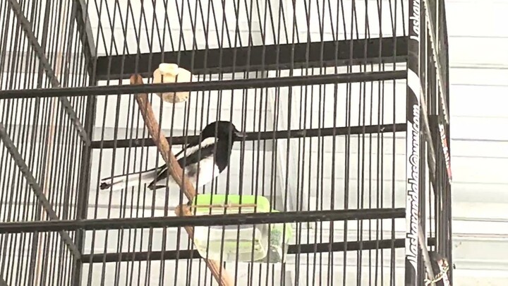 KACER POCI ANDA PASTI LANGSUNG EMOSI JIKA DENGAR SUARA KACER GACOR INI