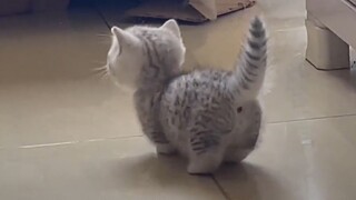 Anh chàng cứng rắn này đã chết chỉ sau ba giây!!!