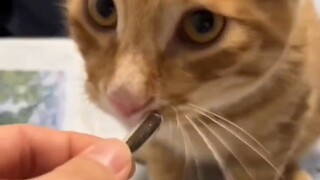 猫猫