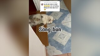 Trả lời  Chuyện lớn 🤣mèo