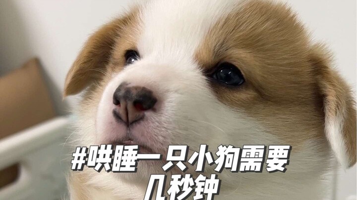 How many seconds does it take to lull a puppy to sleep? It falls asleep way too easily!