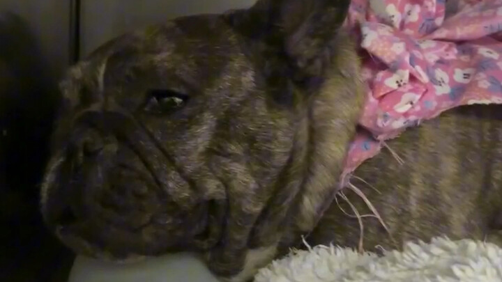 The dog has severe uterine prolapse, so we’re performing emergency surgery to repair it.