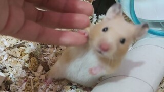 Saat Kau Tak Sengaja Mendapatkan Semua Rasa Suka Seekor Hamster