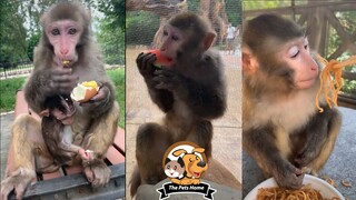 Khỉ con ăn các món khoái khẩu - Baby monkeys eat favorite foods - The Pets Home P5