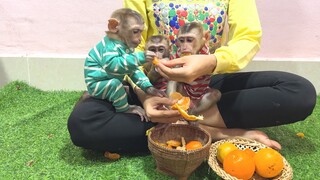 Mom feed the three monkeys Oranges
