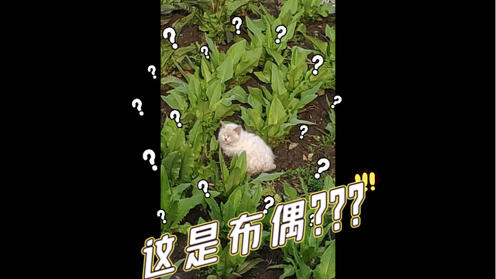 เก็บแมวน้อยตัวขาวสกปรกได้จากแปลงผัก พอล้างหน้าหน่อยเดียวก็กลายเป็นแมวพันธุ์รัสเซียนบลูทันที ช่างเวทม