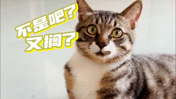 Khi mèo lại một lần nữa nghe thấy chuyện mắc cạn