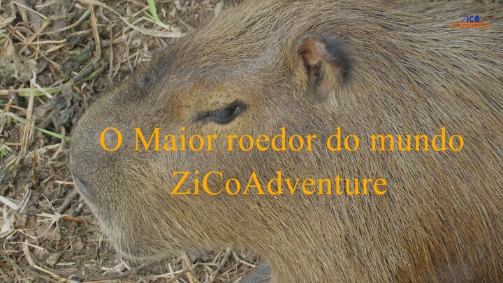Capivara Hydrochoerus hydrochaeris ZiCoAdventure