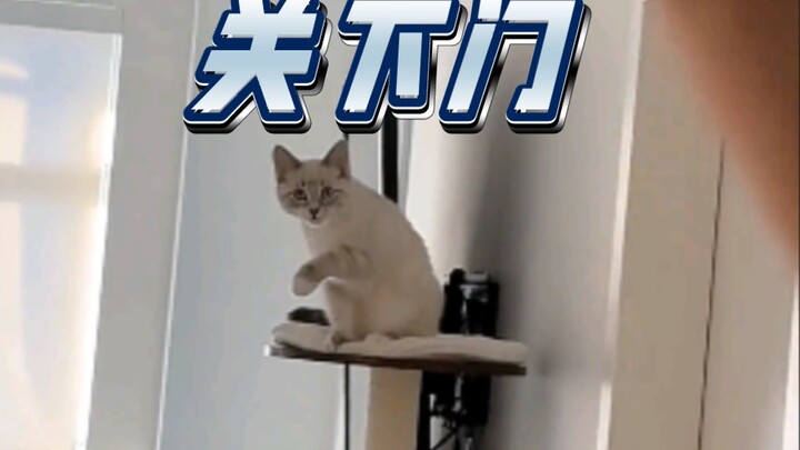 Cat: “Let’s go—close the door just like me.”