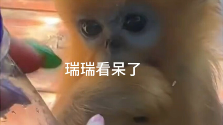Ruì Ruì nhìn đờ ra rồi