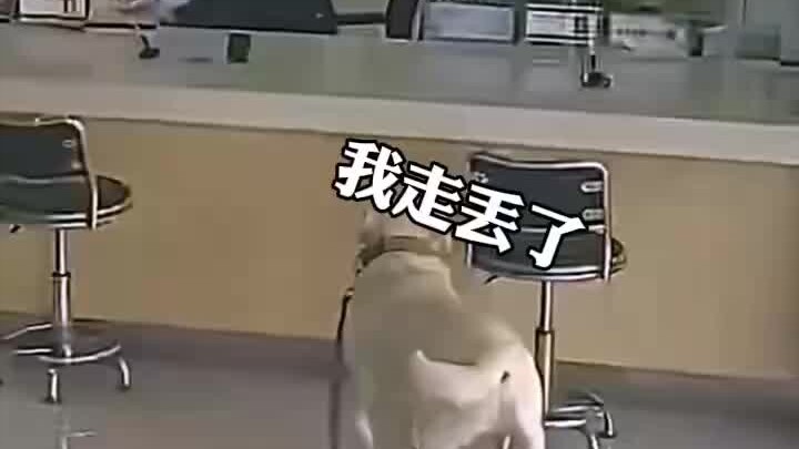 Setelah hilang, Labrador itu sendiri datang ke kantor polisi untuk meminta bantuan