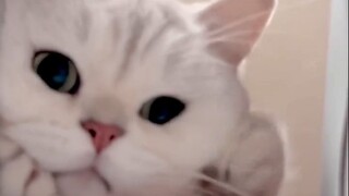 可爱的笨蛋小猫，要分享给可爱的小笨蛋看~