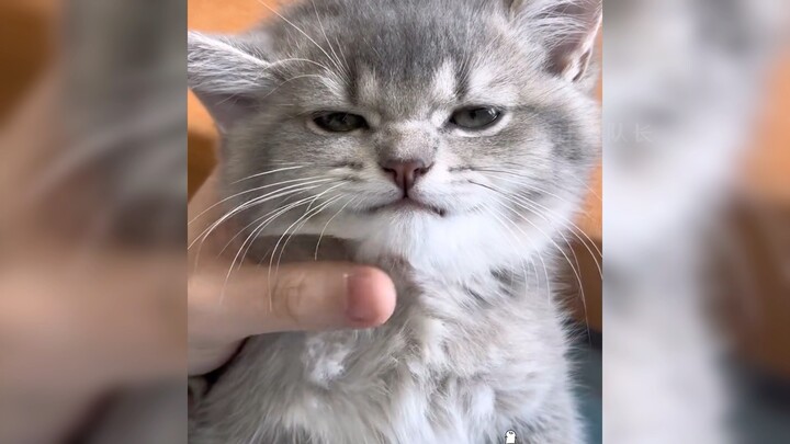 Meow: Is being snooty against the law?