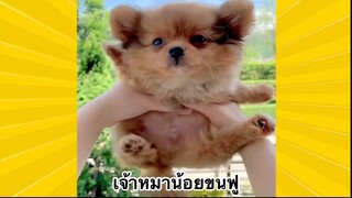 สัตว์เลี้ยงเพื่อนขนปุย : เจ้าหมาน้อยขนฟู