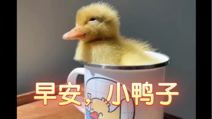 "Good morning, little duck! Let's enjoy this beautiful day together!"