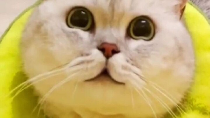 Khi chú mèo bị táo bón đem lòng yêu thích thuốc thụt? Cách mà lũ mèo anh em giúp Nemo giải thoát thậ