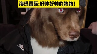 ไฮหม่า อินเตอร์เนชันแนล มีเดีย | ในวงการสัตว์เลี้ยงต่างประเทศ กำลังฮิตเทรนด์ใหม่ "สุนัขสไตล์อเมริกัน