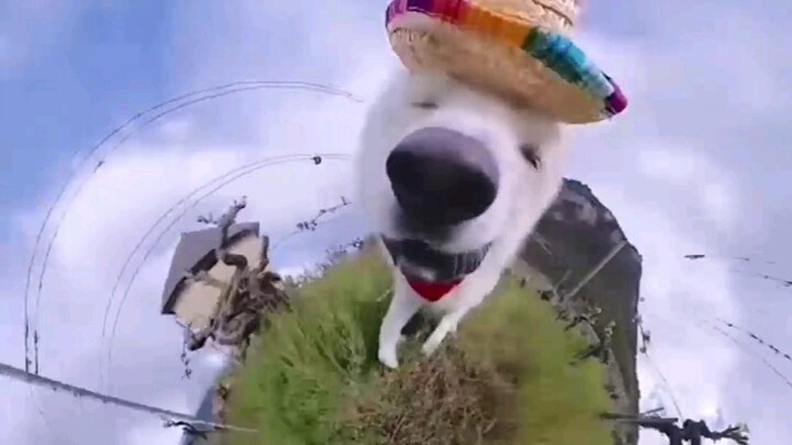 When a dog wears a 360-degree panoramic camera, it’s so cute!