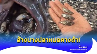 เผยโฉม 5 ปลาไทย ปล่อยไล่ล่า ล้างบาง “หมอคางดำ" งานนี้ไม่รอดแน่!|Thainews - ไทยนิวส์|Update-16-JJ