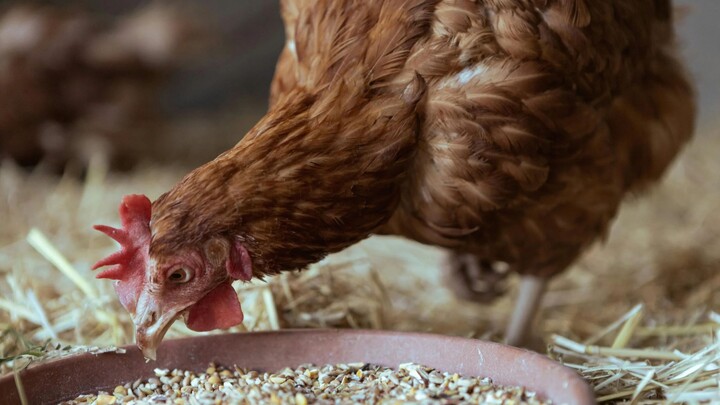 Chicken feed 02