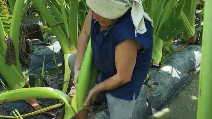 หญ้าในสายตาคนอื่น คือสมบัติล้ำค่าในสายตาคุณ