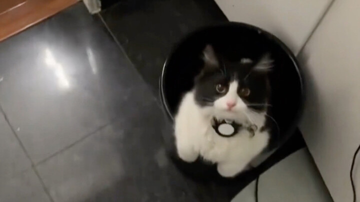 Hanya kucing kecil yang mau bermain bersamamu dalam permainan yang membosankan ini, terima kasih, ku