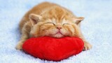 Kucing Kucing Lucu : Tingkah Lucu Kucing Bikin Ketawa Ngakak #7 | Video Hewan Lucu