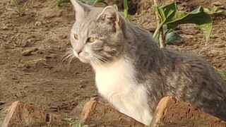 Good Cat TV: The Best Cat