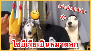 หมาจีนเป็นหมาตลก คลิปตลกจีนสุดฮา ที่ ช่อง YouFin555