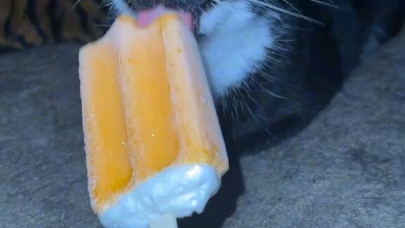 𝑪𝒂𝒕! 𝒅𝒊𝒅𝒏'𝒕 𝒌𝒏𝒐𝒘 𝒘𝒉𝒂𝒕 𝒂 𝒊𝒔𝒏'𝒕 𝒕𝒉𝒂𝒕!