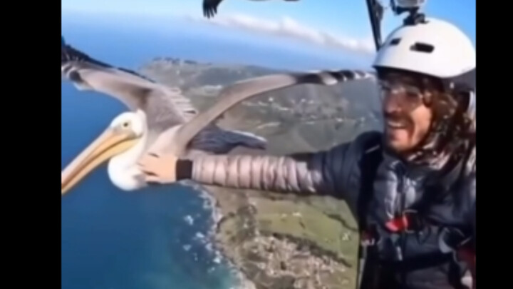 Pas lagi main paralayang ketemu pelikan, ya udah terbang bareng aja!
