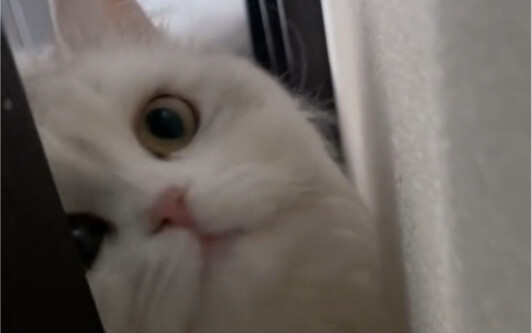 Setiap kali aku nggak ngizinin Xiao Mi masuk kamar, sifatnya yang suka berakting langsung keluar.