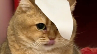 All it takes to tame a disobedient kitten is a sticker!