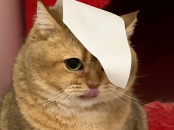 制服不听话的小猫只需要一张贴纸！