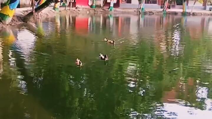Floating in Peace 🦆🌊