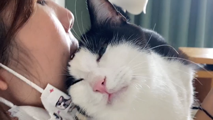 Apakah kucing di rumahmu juga begini? Hanya memanjakan satu orang saja, yang lainnya terabaikan sama