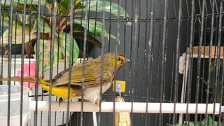 Burung Rengganis Mewah Gacor Banget| 100% Ikut Bunyi