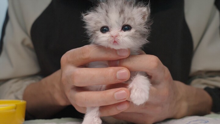 It Took 45 Days to Nurse a Cat That Couldn’t Eat Back to Health