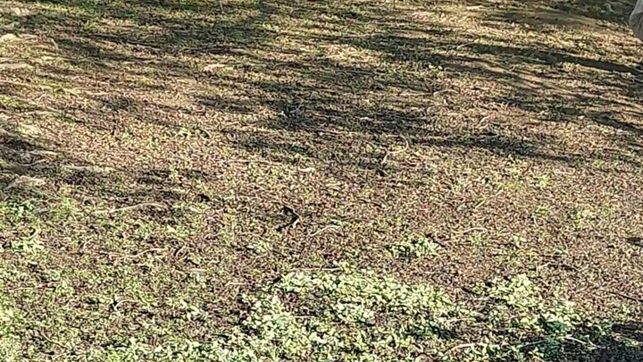 🌿 زیبایی‌های پنهان طبیعت آلمان🐿️ حیوانات | جنگل‌ها | دریاچه‌ها | مناظر طبیعی📍 Deutschland 🇩🇪🎥